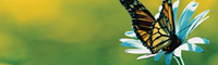 American Standard - Logo Butterfly